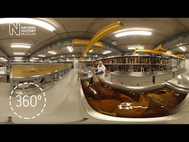 The tank room in 360 degrees | Natural History Museum