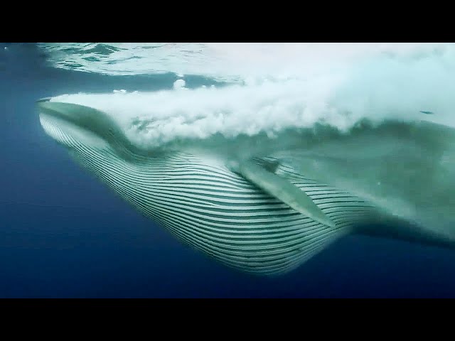 BBC Earth 50 Top Natural History Moments | 20-11