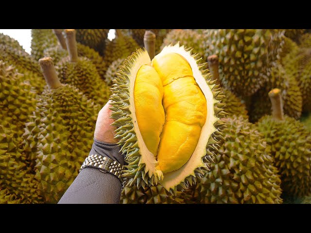 Biggerst Durian Cutting Skills Master - Thai Street Food