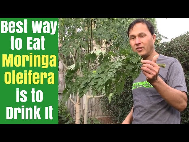 Best Way to Eat Moringa is to Drink It - How to Juice Fresh Moringa Oleifera Leaves