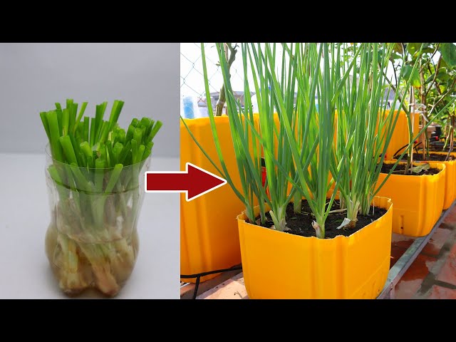 Tips to grow spring onion at home| rooftop garden
