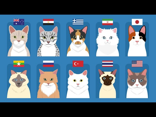 Cats From Different Countries