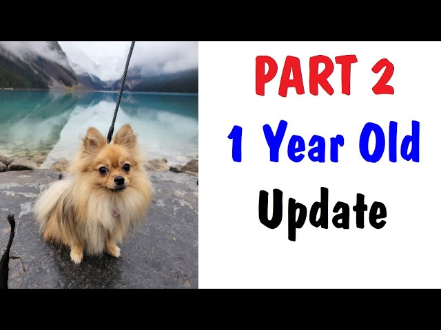 One Year Old Pomeranian UPDATE PART 2