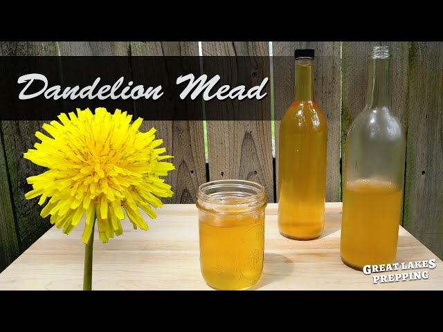 Making Dandelion Mead - Basic Dandelion Honey Wine Recipe and Process