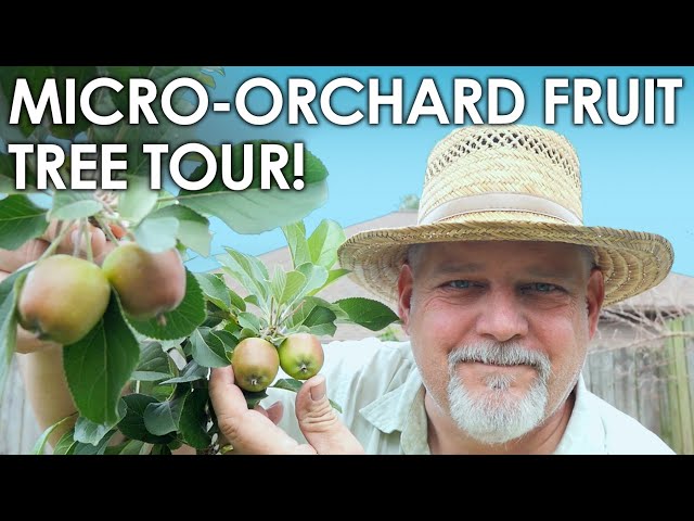 Micro-Orchard Fruit Tree TOUR, 3 Year Fruit Update || Black Gumbo