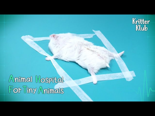Today's Patient: Hamster l Animal Hopital For Tiny Animals Ep 8
