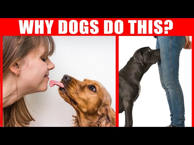 40 Strange Dog Behaviors Explained - Jaw-Dropping Facts about Dogs