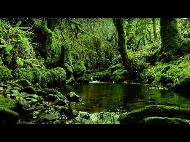 FOREST SOUNDS, GENTLE NATURE SOUNDS, CHIRPING BIRDS, RELAXING NATURE MUSIC