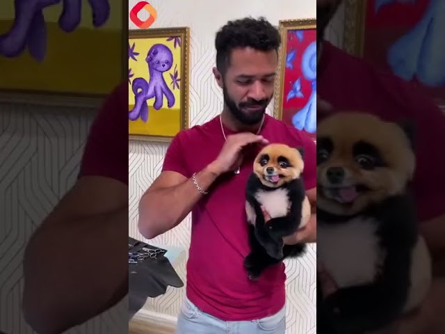 Creative dog groomer transforms Pomeranian pup into a PANDA – and TikTok users love it