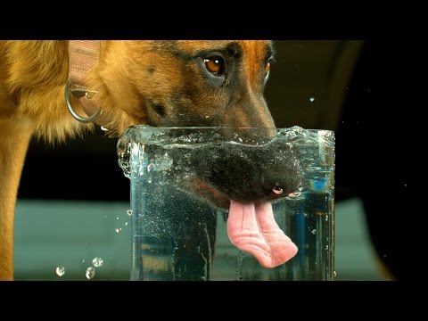 Dogs in Slow Motion