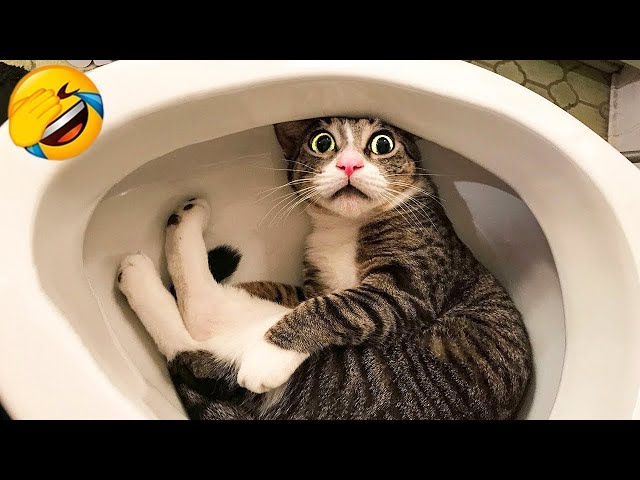 Try Not to Laugh 2024😁 New Funny Dog and Cat Video 😹🐶 Part 21