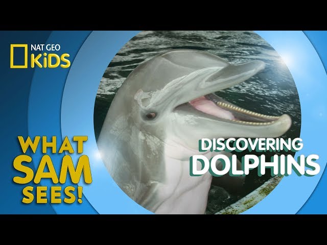 Discovering Dolphins | What Sam Sees