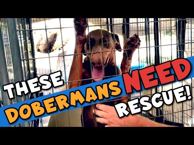 How to Adopt a Doberman—I Visit a Rescue Center!