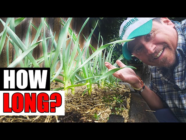How Long Does Garlic Take To Grow?