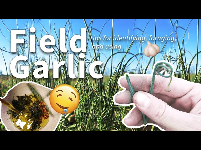 Foraging Field Garlic 🧄: Identifying, Harvesting, & Cooking Safely