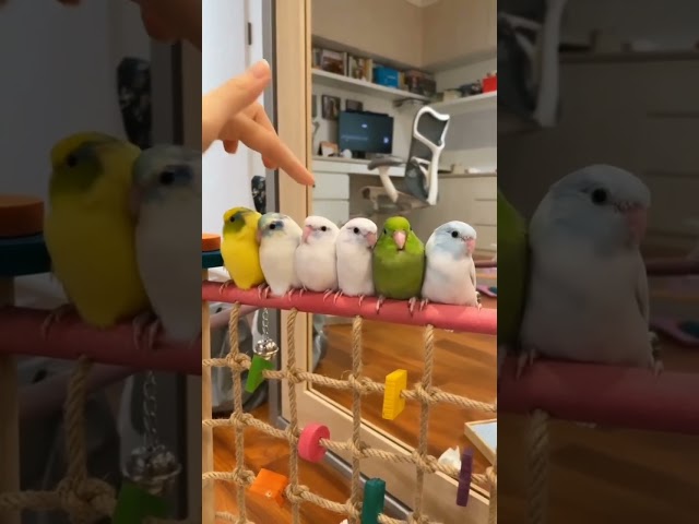 These birds make a funny sound! Watch till the end!