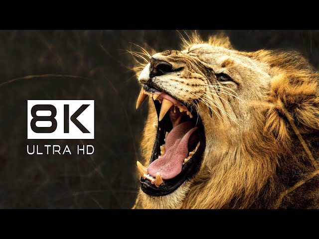 8K WILD ANIMALS: 8K Ultra HD Wildlife Documentary