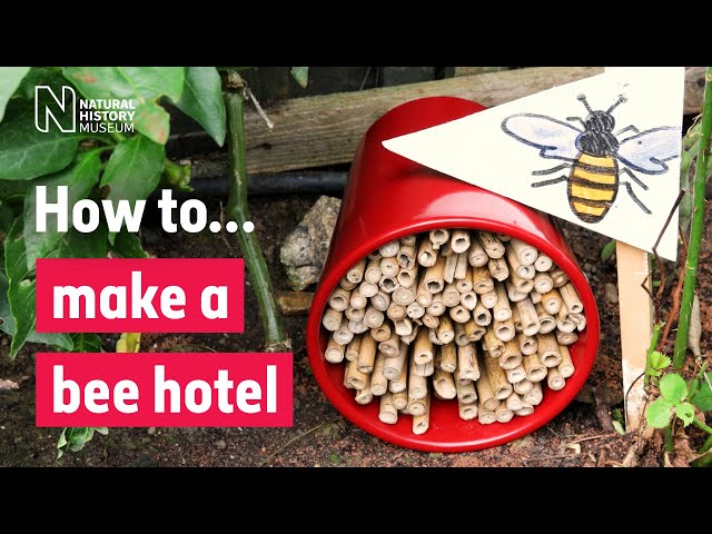 How to make a bee hotel | Natural History Museum