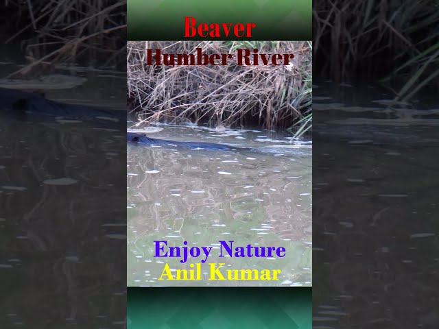 Beaver in Humber River
