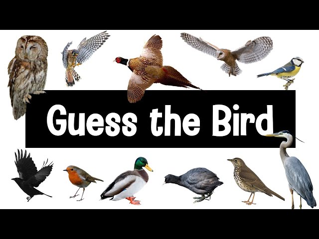 Guess the Bird | 30 British Bird Calls