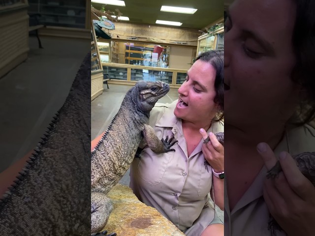 This Mama Iguana just wanted a Hug🥰😁