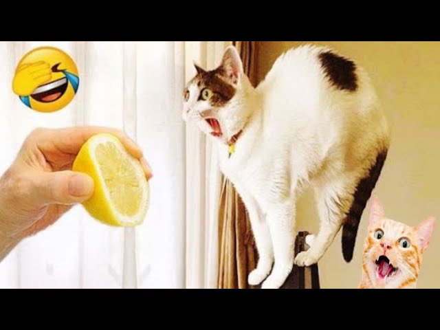 New Funny Animals 2024 🤣 - Funniest Cats Videos At Home🐈🐈 || Nguu Tv