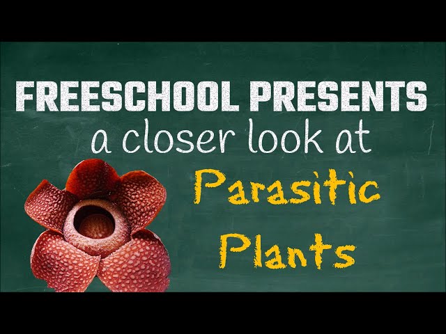 Parasitic Plants: FreeSchool Presents a Closer Look at Hemiparasitic and Holoparasitic Plants