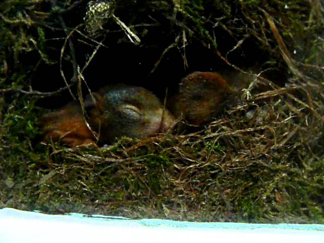 Another look at the red squirrel family