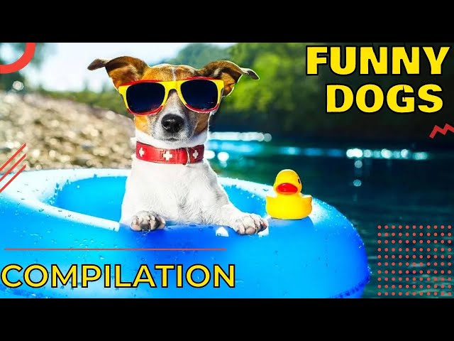 🐶 Funny dogs compilation, try not to laugh 🐶 Dogs barking and howling 🐶 Cute puppies doing funny