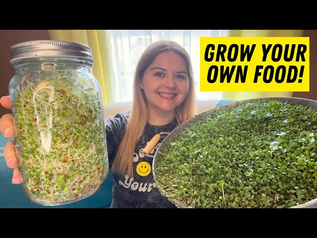 Growing Sprouts vs. Microgreens - Which One Tastes Better? Grow Your Own Salad Mix at Home