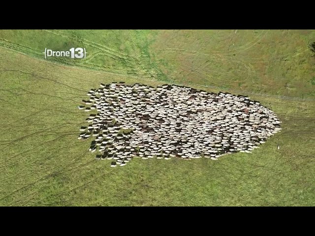 Drone13: Sheep Grazing In North Natomas, Sacramento