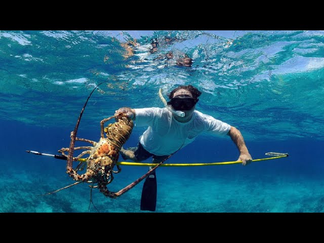 Amazing Skill Diving Catch Giant Lobsters Undersea - Catch Big Lobsters Easily
