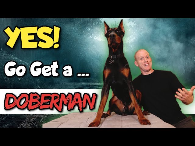 You NEED a Doberman If...