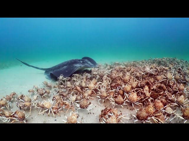 Army of Crabs Protect Spy Robot From Stingray | Spy In The Ocean | BBC Earth