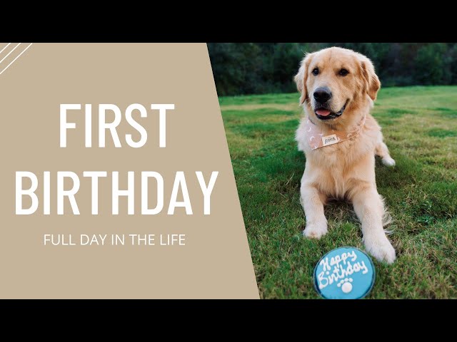 Golden Retriever’s First Birthday! | Koa Chronicles - E6