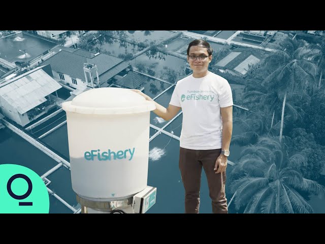 The Indonesian App That Can Grow More Fish