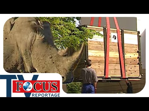 Umzug XXL - So zieht ein Nashorn von Deutschland nach Südafrika um | Focus TV Reportage