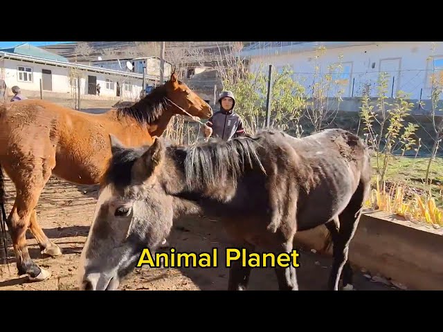 Neues Video über das Leben der Pferde #2