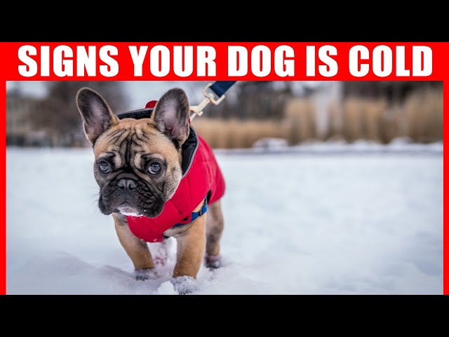 How to Tell if Your Dog is Cold? and Why Do Dogs Shiver?