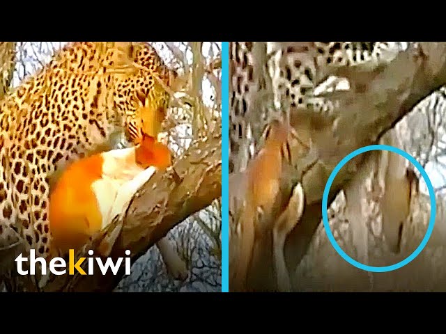 A puppy about to be devoured defeats a leopard with his quick wit