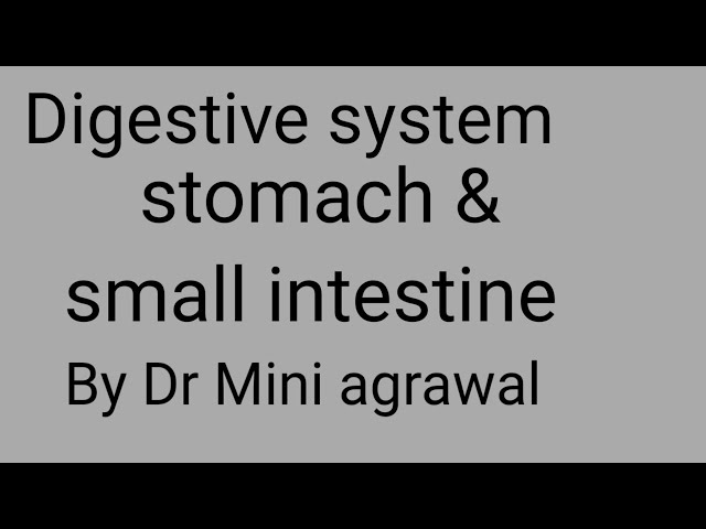 stomach and small intestine | by Dr Mini Agrawal