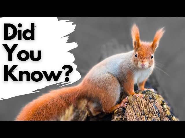 Things you need to know about RED SQUIRRELS!