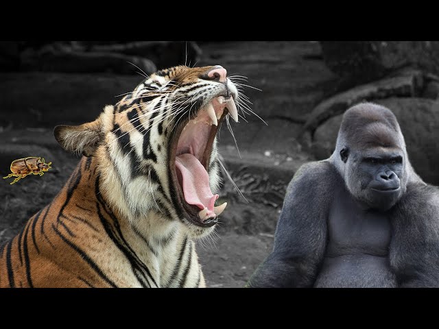 The Strongest Animals in the World!