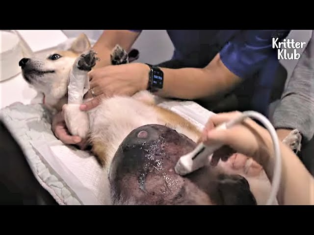 Dog Gets Shocked At Seeing What's In His Giant Tumor On The Belly (Part 2) | Kritter Klub