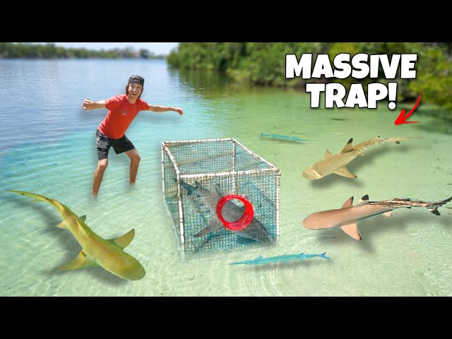 I Built a GIANT Fish Trap to Catch SHARKS and EXOTIC Fish!! *will it work?*