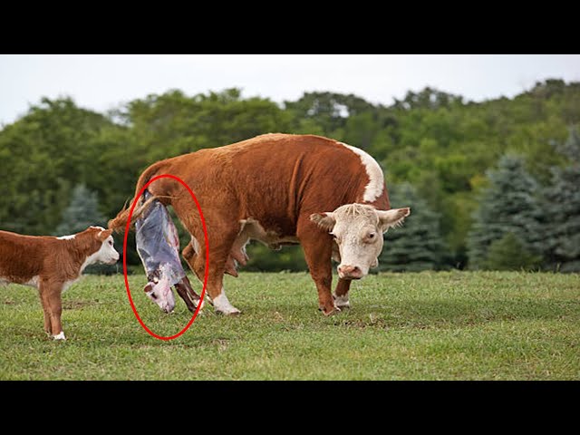 Exciting smart cow farming technology - Amazing baby calf born method - Farming transport technology