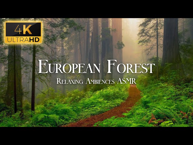 European Forest 4K - Nature Sounds and Relaxing Ambiences ASMR - White Noise