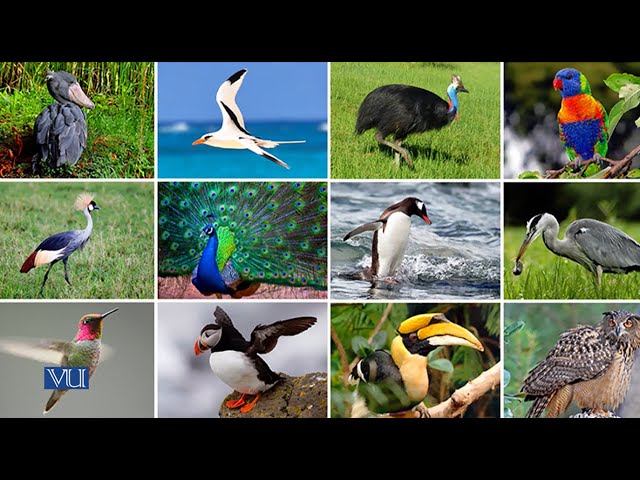 Study of Birds | Animal Diversity: Chordates (Practical) | ZOO513P_Topic007