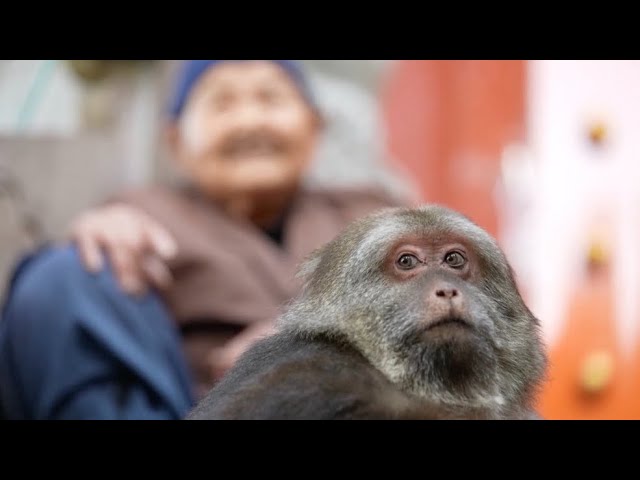 Heartwarming story of adorable one armed monkey attracts crowds of visitors