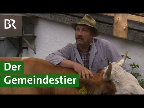 Rarität Gemeindestier: Ein Zuchtbulle für alle Milchkühe im Dorf | Kuh Doku | Unser Land | BR